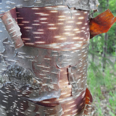 Alaskan Birch Earrings