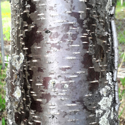 Alaskan Birch Earrings