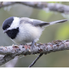 Black-Capped Chickadee Bracelet