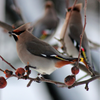 Bohemian Waxwing Bracelet