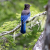 Steller's Jay Bracelet