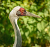 Sandhill Crane Bracelet